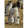 thumbnail image 2 of Illg, Cathy and Gordon 17x24 White Modern Wood Framed Museum Art Print Titled - East Falkland Gentoo penguin parent and chicks, 2 of 4