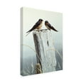 thumbnail image 2 of Trademark Fine Art 'Barn Swallows On Fence Post' Canvas Art by Ron Parker, 2 of 3