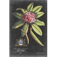thumbnail image 2 of Ehret, George 11x14 Black Ornate Wood Framed with Double Matting Museum Art Print Titled - Dramatic Royal Botanical V, 2 of 4