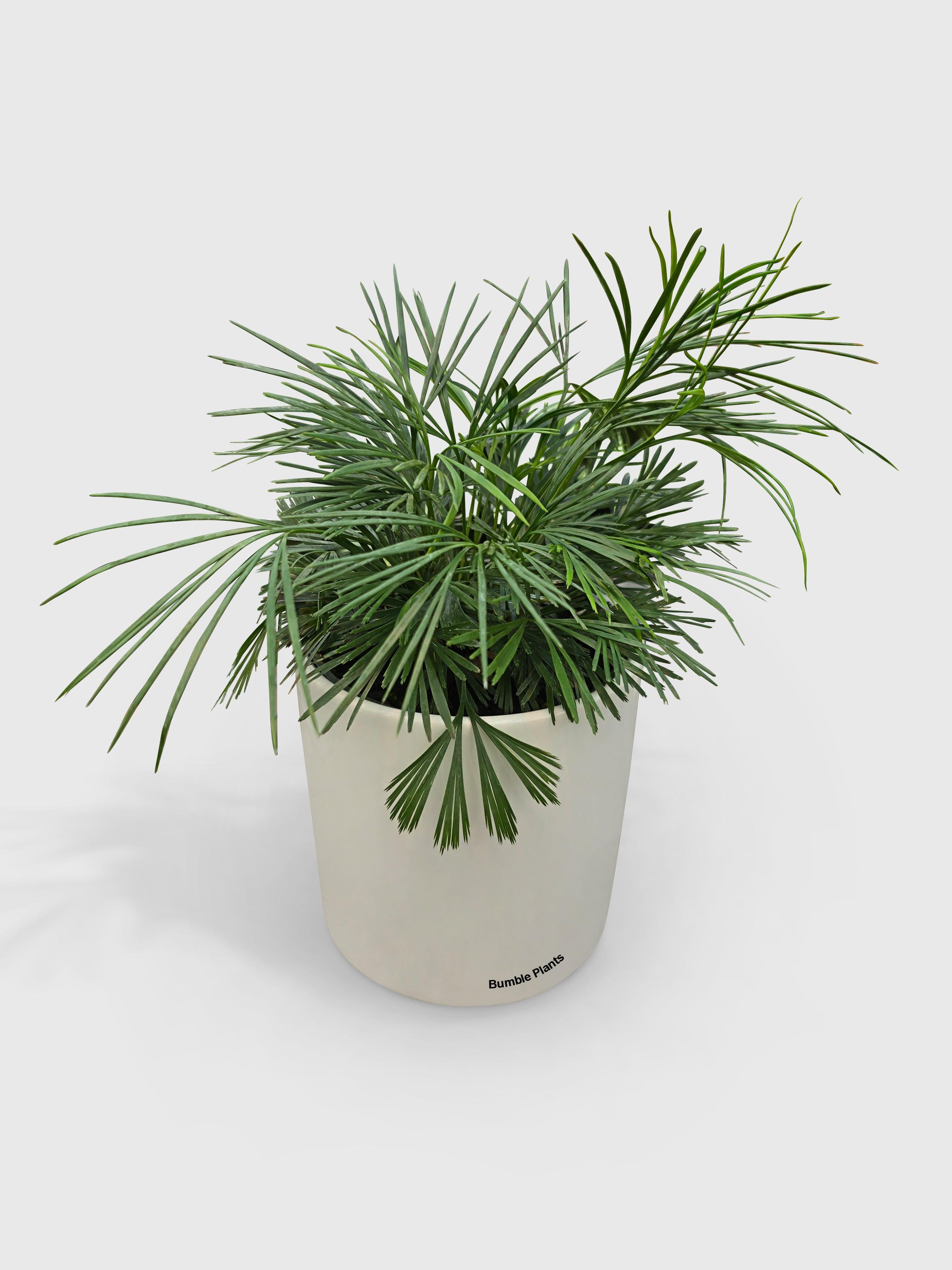 Eyelash Fern 'Actiniopteris Australis' - Live Air-Purifying Indoor Plant in Nursery Pot – Easy Care, Low Maintenance Houseplant for Home & Office Decor, Natural Air Cleaner, Best for Beginners