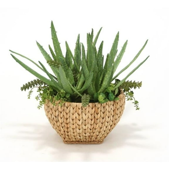 International Aloe in Sea Grass Basket