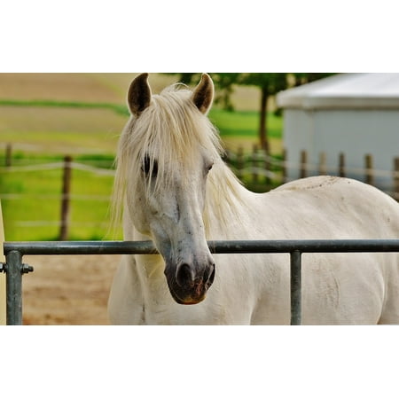 Canvas Print White Horse Paddock Meadow Stallion Coupling Eat Stretched Canvas 10 x (Best Hedging For Horse Paddocks)