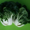 thumbnail image 1 of Cabbage Seeds - Pak Choi - Nabi Queen - Dwarf Hybrid - 1 Lb ~72000 Seeds - Non-GMO, F1 Hybrid - Asian Garden Vegetable, 1 of 1