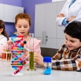 thumbnail image 4 of Miangastore Self Assembling Display Stand Double Helix Model Human Genes Learning Toy Biological Teaching Aid, 4 of 8