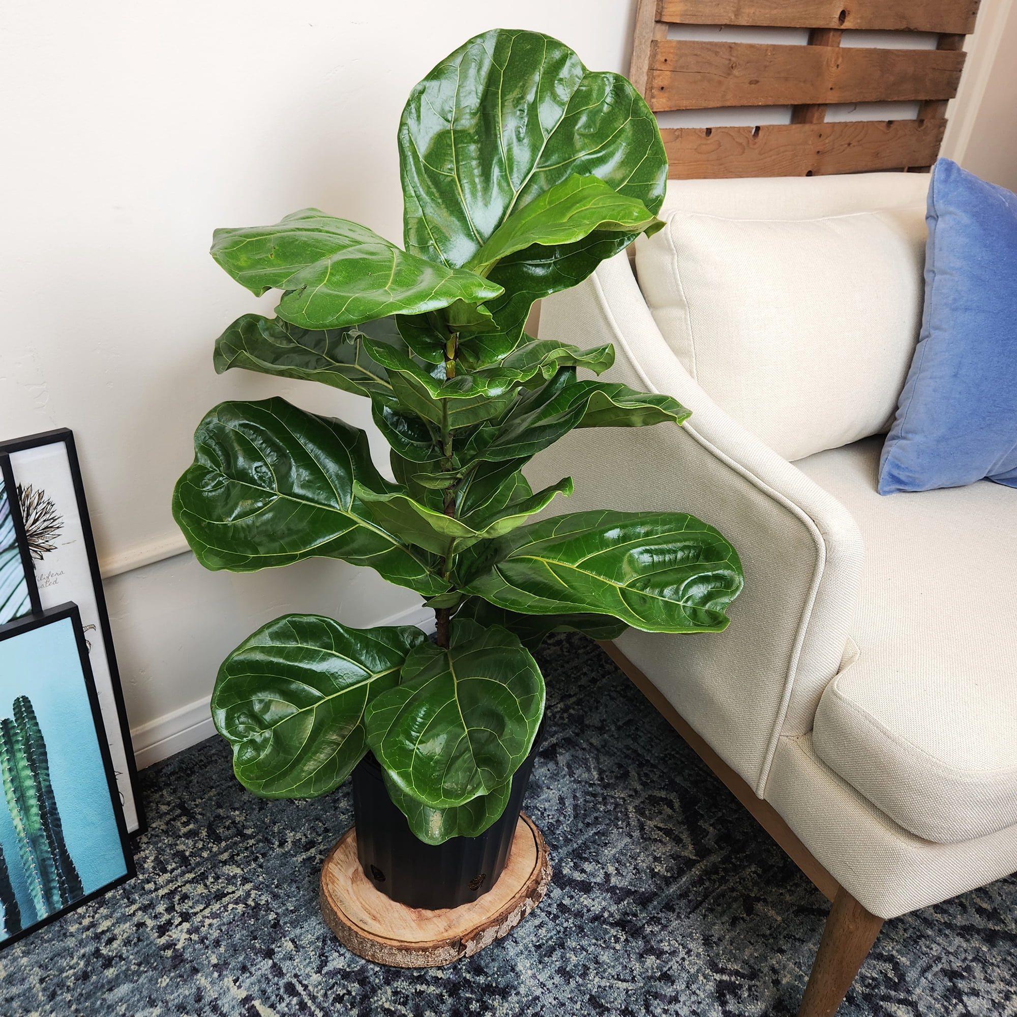 Ficus Lyrata Tree in 10" Grower Pot, Air Purifying Live Plant