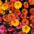 thumbnail image 7 of Better Homes & Gardens Tricolor Mums Live Plant Garden in 8 in Green Fall Pumpkin Planter, 7 of 7