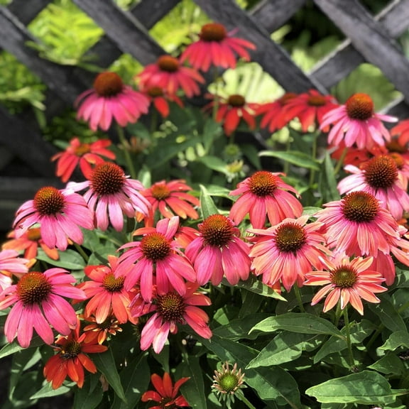 50 Santa Fe Coneflower Seeds Echinacea Perennial Flowers Flower 1384 USA SELLER