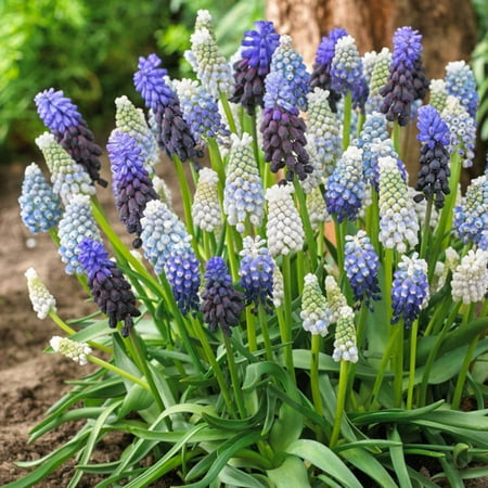 Van Zyverden Grape Hyacinth Delft Blue Blend, Set of 50 (Best Time To Plant Hyacinth Bulbs)