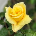 thumbnail image 5 of Heirloom Roses - First Impression Floribunda Rose Bush - Yellow Roses Flowers, 5 of 5