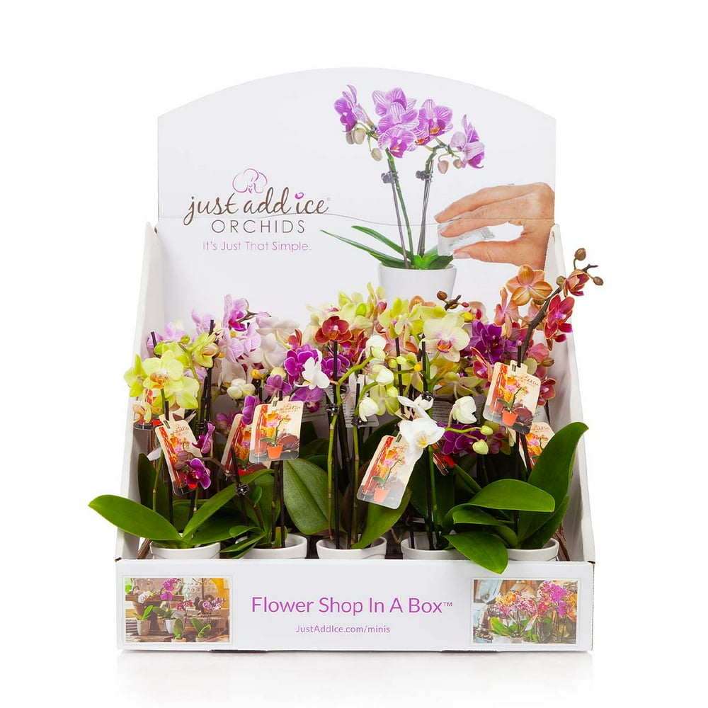 Just Add Ice Live Plants Bulk Mini Orchids Flower Shop in a Box