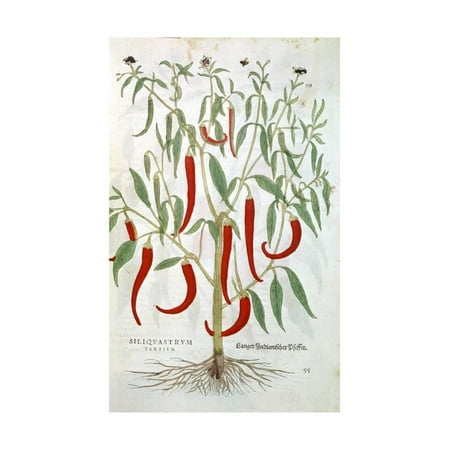 - Cayenne Pepper Plant (Capsicu), 16th Century Print Wall Art