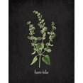 thumbnail image 2 of Kimberly, Allen 26x32 White Modern Wood Framed Museum Art Print Titled - Lemon Balm, 2 of 4