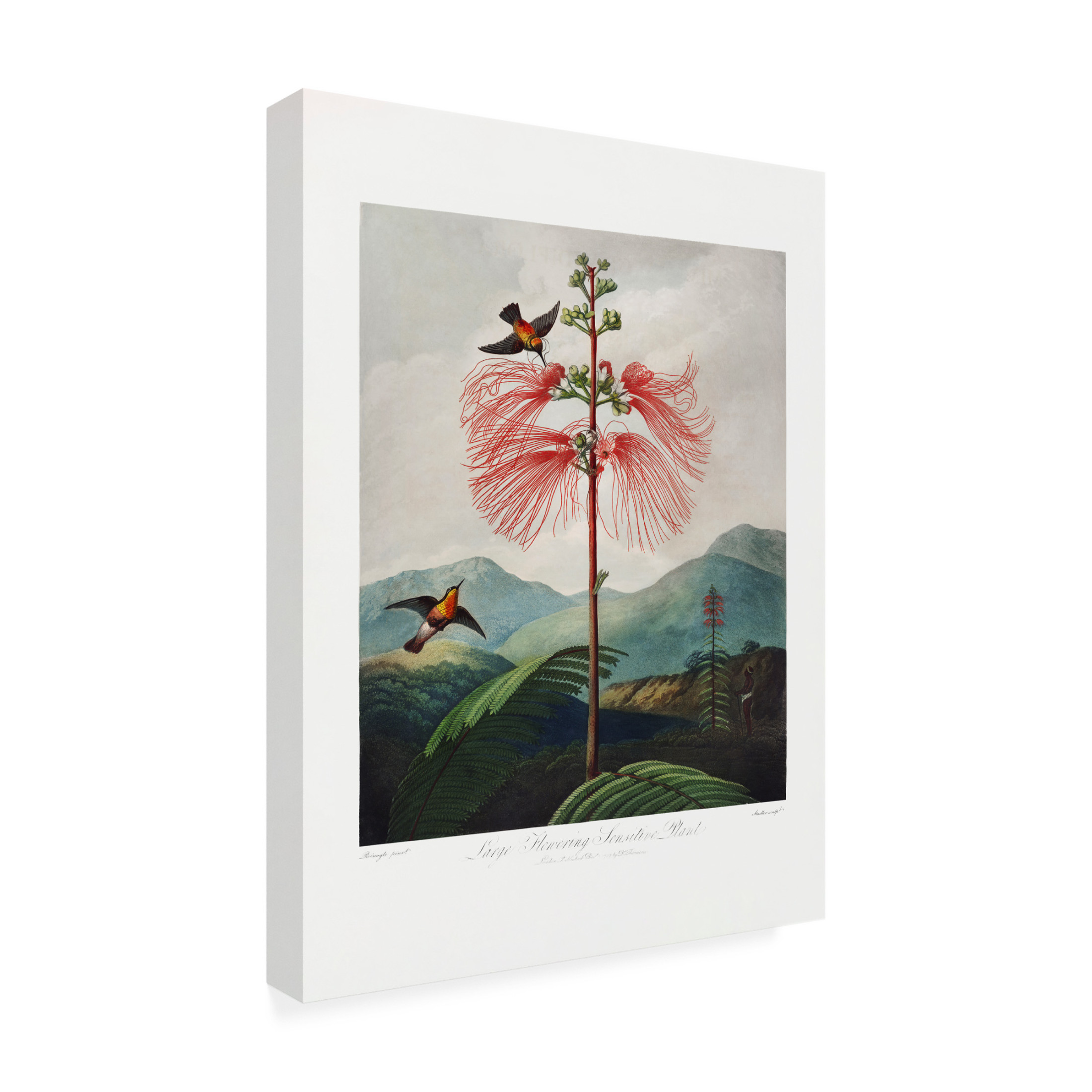 Trademark Fine Art Pictufy  Largea Flowering Sensitive Plant Canvas Wall Art