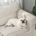 thumbnail image 3 of Pañales desechables para perros IMMCUTE, 50 unidades, tamaño mediano, para hombre, 3 of 8