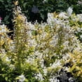 thumbnail image 4 of Chardonnay Pearls Deutzia – Live Flowering Shrub – 3 Gallon Pot – Full Sun, 4 of 5