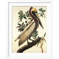 thumbnail image 2 of Art.com Brown Pelican Art Print by John James Audubon, White Frame Wall Art, 32" x 40", 2 of 5