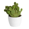 Cactus; Bright, Direct Sunlight Plant in 6in. Ceramic Planter