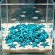 thumbnail image 1 of Piedras fluorescentes para acuario que brillan en la oscuridad: decoración de plástico fluorescente para peceras, conchas y piedras luminosas para paisajismo acuático nocturno, decoraciones, 1 of 6