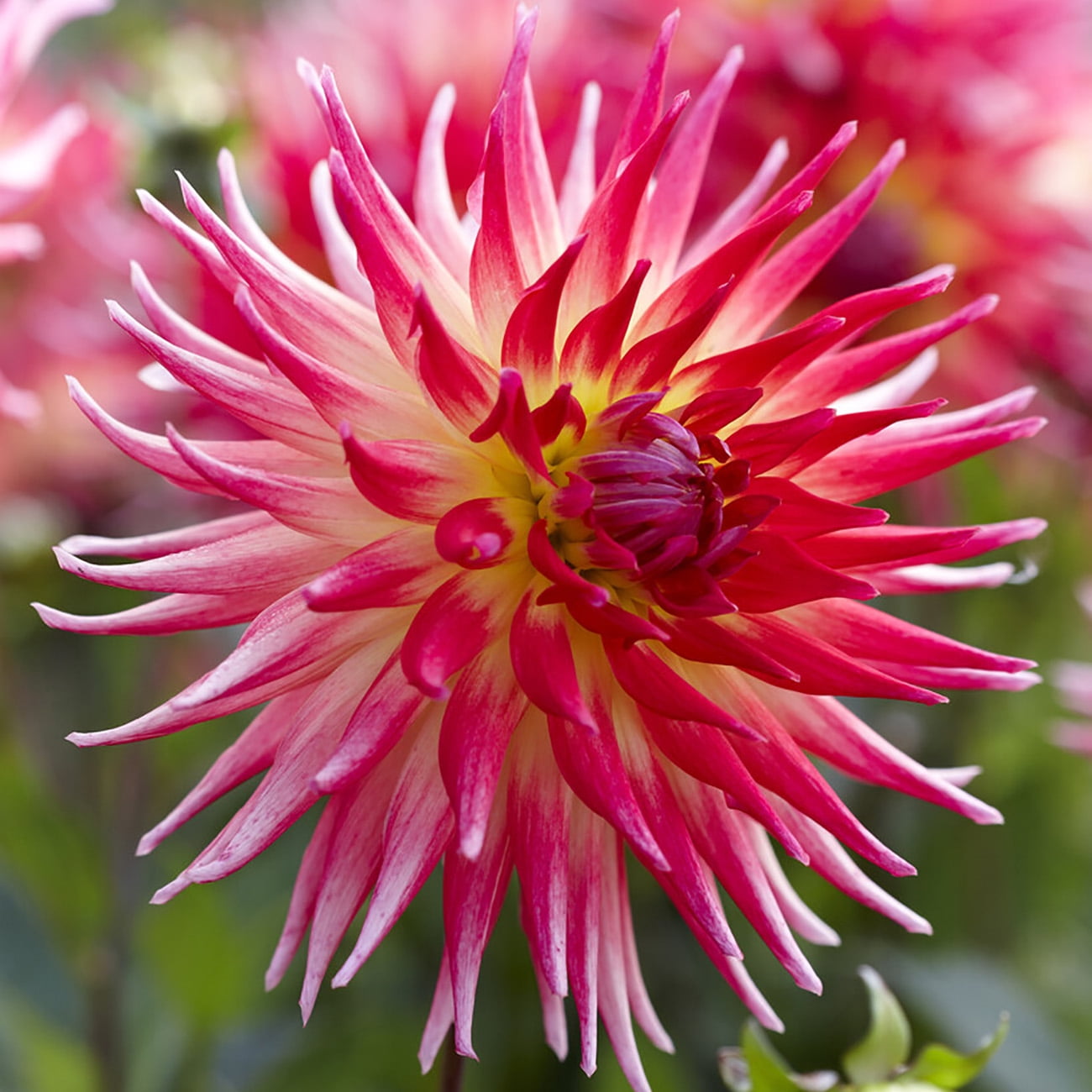 Van Zyverden Dahlias Electric Flash, 3 Bulbs, Multi-color, Full Sun, Annual, Flowering