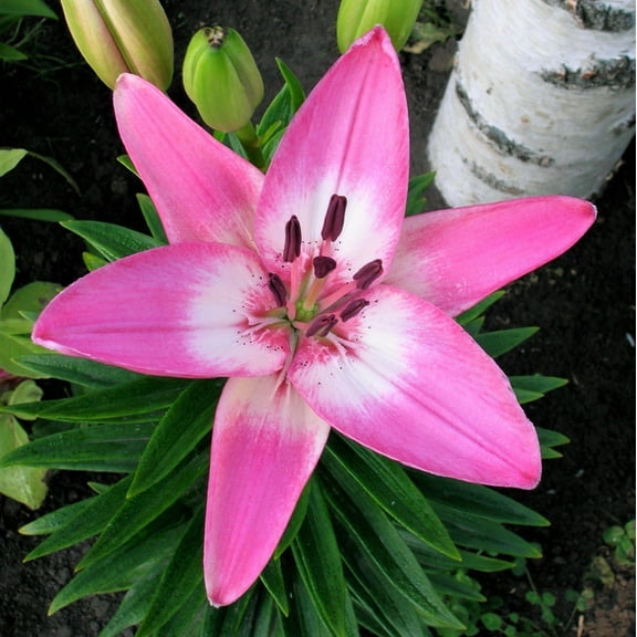 Easy to Grow Lilium LA Hybrid Lily Arbatax 3 Plant Bulbs, Summer Zones 4-8