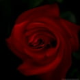 thumbnail image 2 of Linden, Sally 20x20 Gold Ornate Wood Framed with Double Matting Museum Art Print Titled - Red Rose, 2 of 4