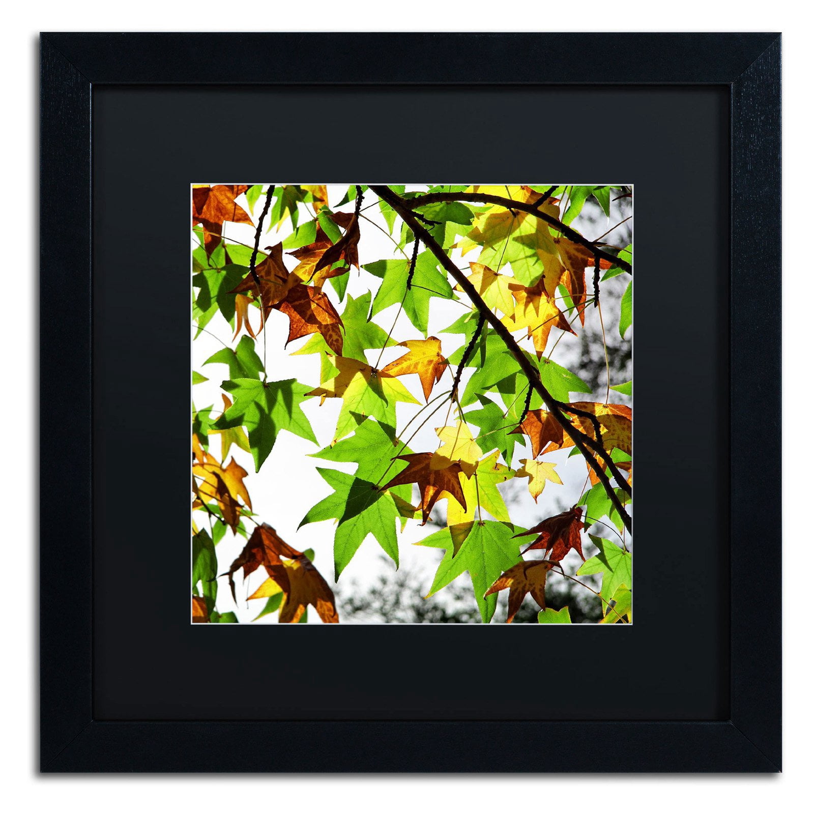 Trademark Fine Art "First Signs" Canvas Art by Beata Czyzowska Young, Black Matte, Black Frame