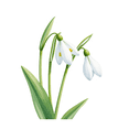 thumbnail image 3 of Watercolor Flower Theme Stickers, Waterproof Flower Theme Sticker for Water Bottle Laptop Phone Cases Planner Skateboard Luggage Helmet Party Favor Decor, Ideal for Adults Teens Teacher Rewards, 3 of 9