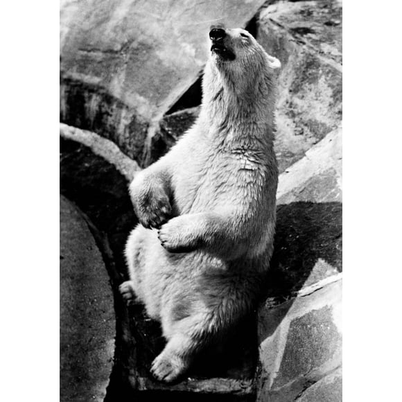 Polar Bear. Poster Print by  (18 x 24)