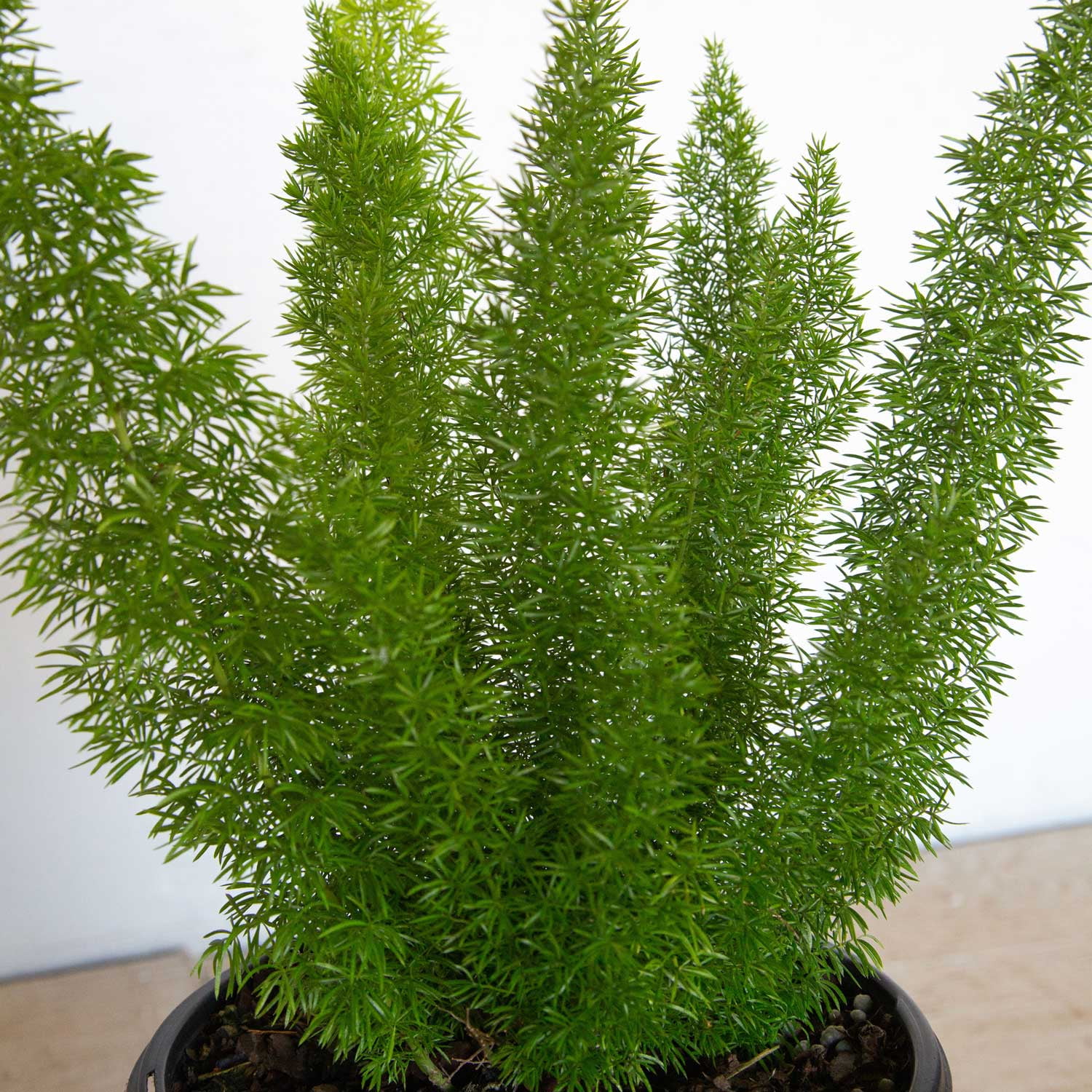 Expert Gardener Foxtail Fern (2.5 Qt) Semi-Evergreen Perennial Plant - Live Part Sun to Shade Indoor / Outdoor Plant