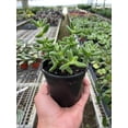 thumbnail image 3 of Delosperma echinatum 'Pickle Plant', 3 of 4