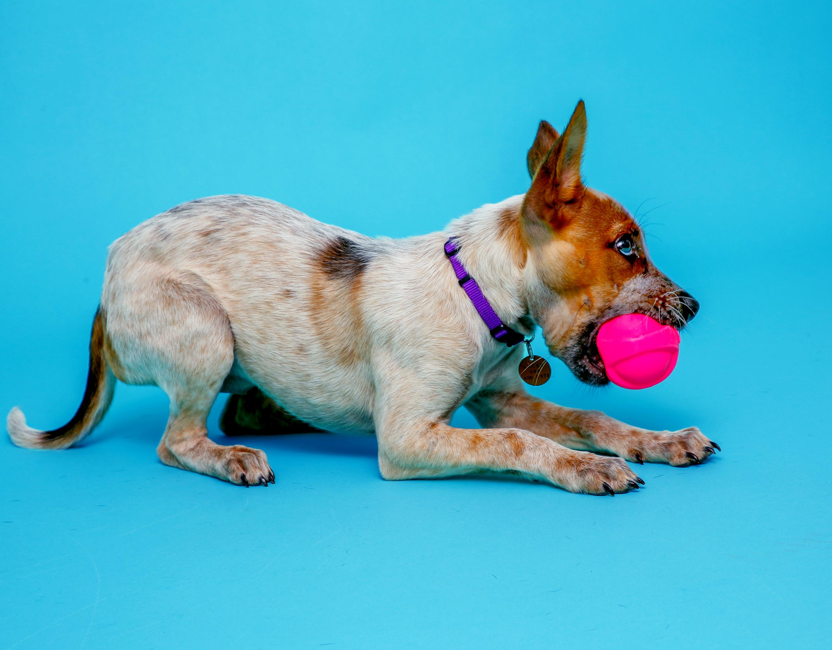 Hartz Dura Play Small Ball Dog Toy with Bacon Scent, 3 Pack photo 4