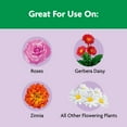 thumbnail image 6 of Miracle-Gro Shake 'N Feed Rose & Bloom Plant Food, 6 of 15