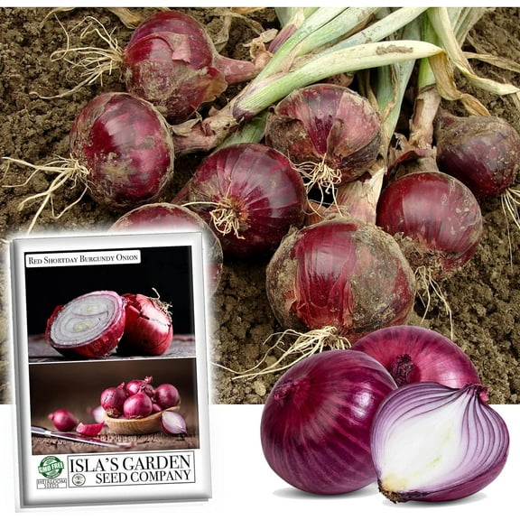 Red Shortday Burgundy Onion Seeds for Planting, 300  Heirloom Seeds Per Packet Non GMO Seeds, Botanical Name Allium cepa, Great Home Garden Gift