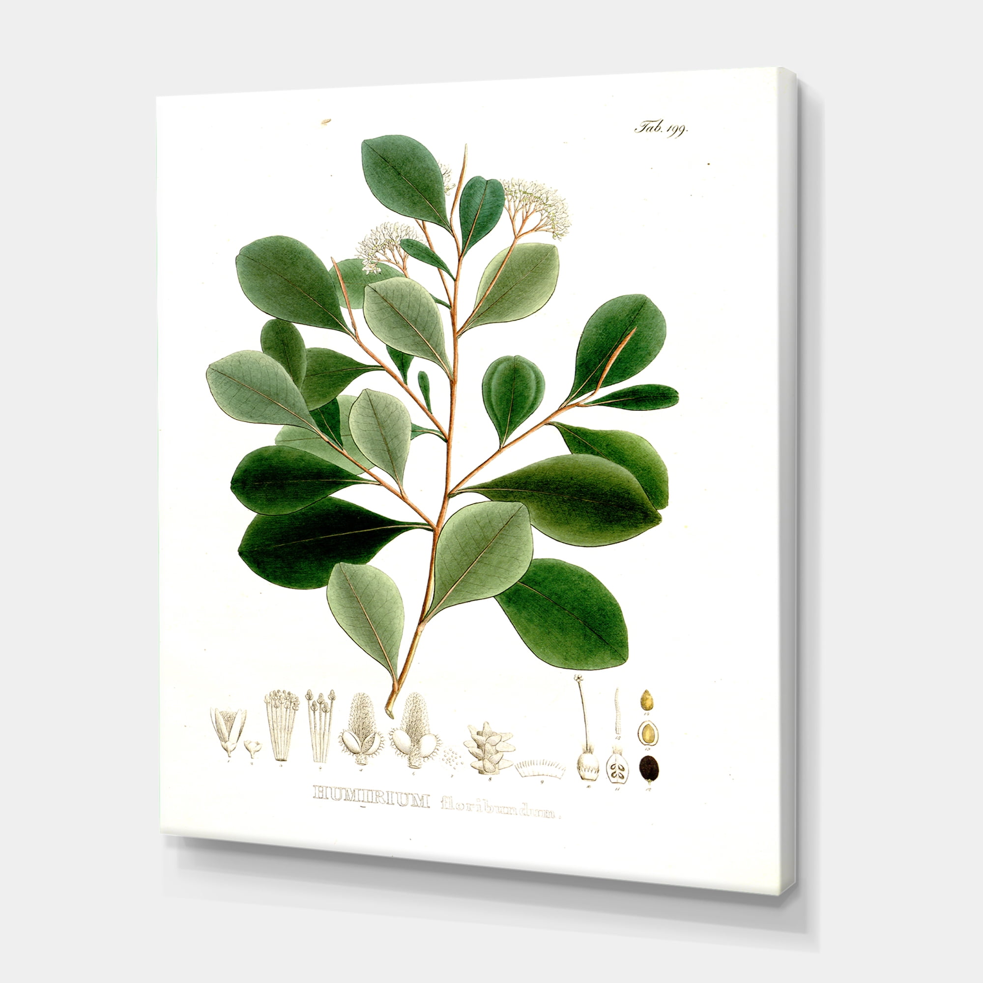 Designart ' Ancient Botanicals IV ' Traditional Canvas Wall Art Print