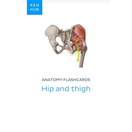 Anatomy flashcards: Hip and thigh - eBook (Best Workout For Hips And Thighs)