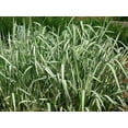 thumbnail image 1 of 1000 Variegated RIBBON GRASS Reed Canary Phalaris Arundinacea Pink Flower Seeds, 1 of 10