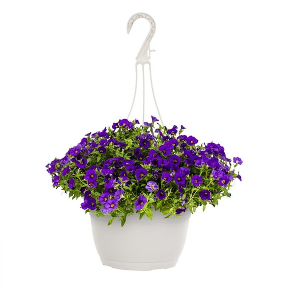 Expert Gardener 1.5gal Purple Calibrachoa Live Annual Plant Hanging Basket Sun
