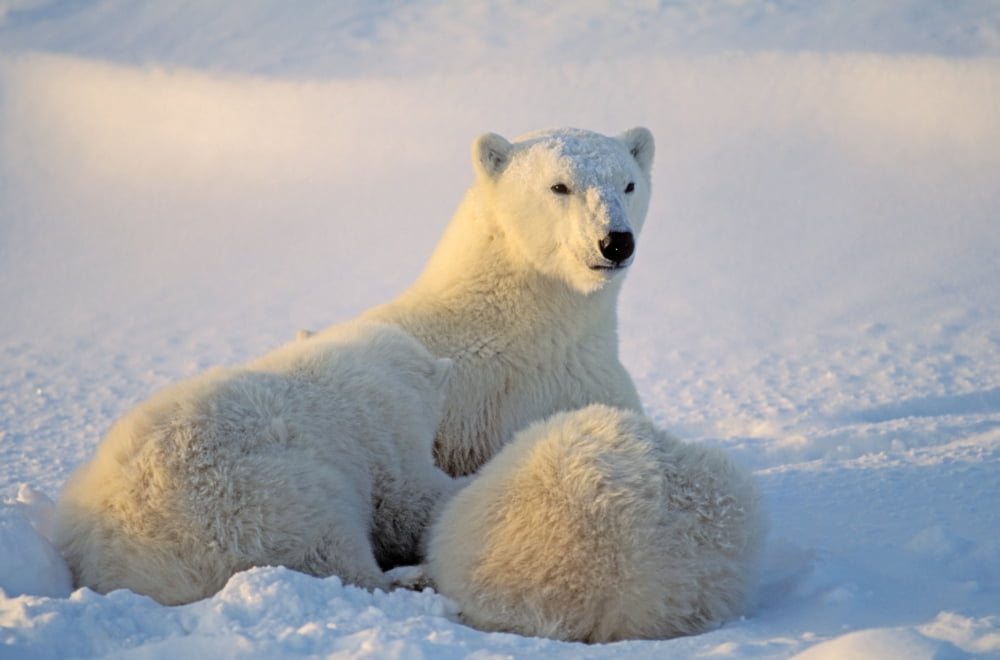 Polar Bear With Nur