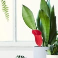 thumbnail image 1 of Estaca de Riego para Plantas, Bebedero Automático para Plantas, Accesorios de Jardinería, Bombilla Automática de Autorriego para Césped, Hogar Y Exter E, 1 of 8