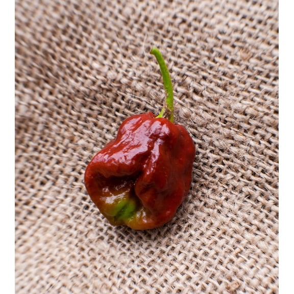 Douglah Chocolate 7Pot Heirloom Pepper Premium Seeds Packet