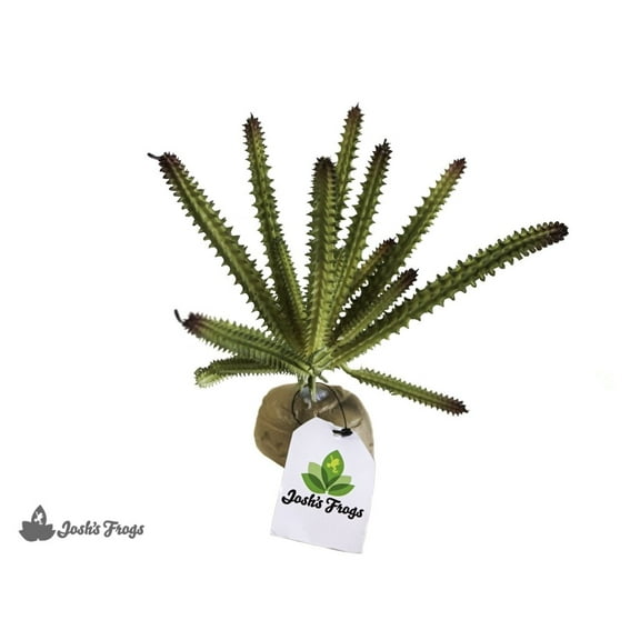 Josh's Frogs Artificial Euphorbia Reptile Plant
