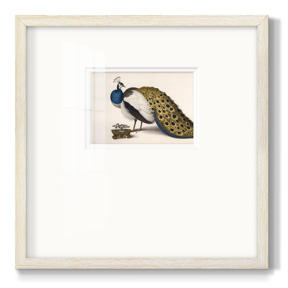Peackock PlumagePremium Framed Print