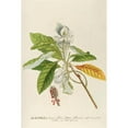 thumbnail image 2 of Georg Dionysius Ehret 17x24 Black Ornate Framed Double Matted Museum Art Print Titled: Magnolia (1750-1773), 2 of 5