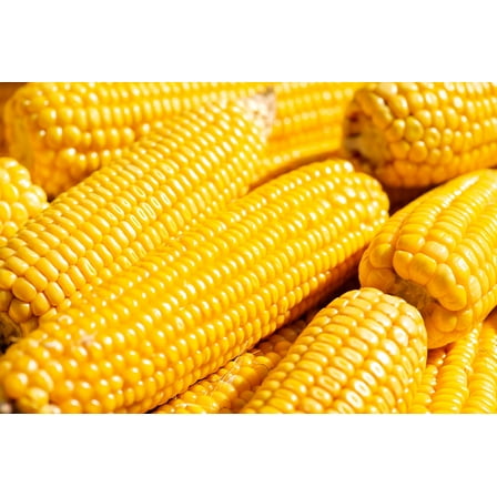 60 Seeds YELLOW CORN ' Early Xtra Sweet ' Zea Mays Vegetable Seeds