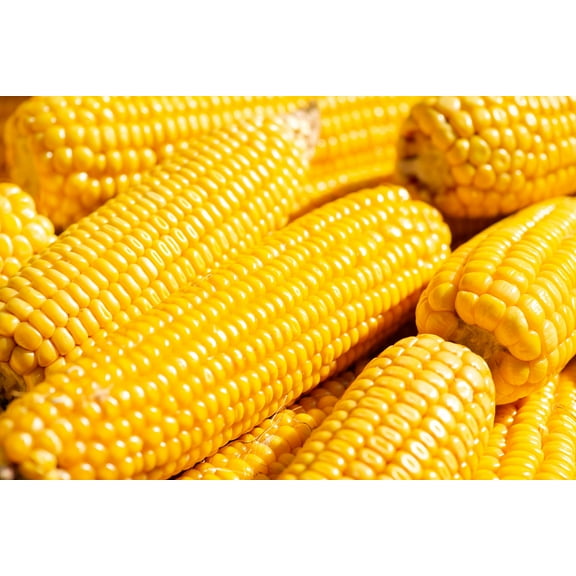 60 Seeds YELLOW CORN ' Early Xtra Sweet ' Zea Mays Vegetable Seeds