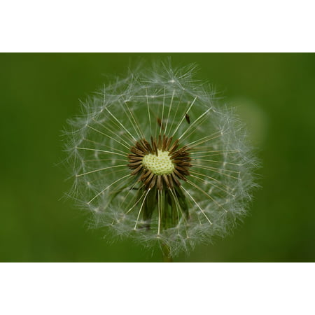 LAMINATED POSTER Seeds Spring Flower Plant Nature Dandelion Wind Poster Print 24 x (Best Flower Seeds To Plant In Spring)