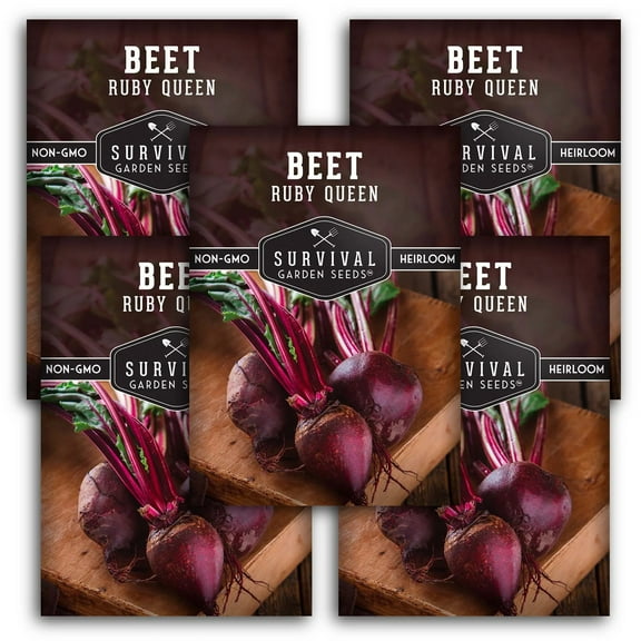 5 Packs Ruby Queen Red Beet Seeds - Non-GMO Heirloom Full Sun Biennial Vegetable