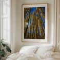 thumbnail image 6 of An Ode to the Aspens - Snowmass Colorado Photography Forest Autumn Nature Woodland Scenic Landscape Mystical Unframed Wall Art Print 24 x 32 inches, 6 of 13