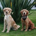 thumbnail image 2 of El Mejor Pañuelo Para Perros Y Perros Para Bodas, Regalo De esquí esquí Gafas de esquí, 2 of 5
