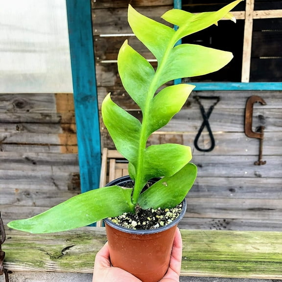 Shark's Tooth Cactus - Live Plant in a 4 Inch Pot - Selenicereus Chrysocardium - Rare Cactus Succulent Straight from The Nursery
